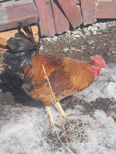дом для собаки: Продаю | Петух | Для разведения — 1