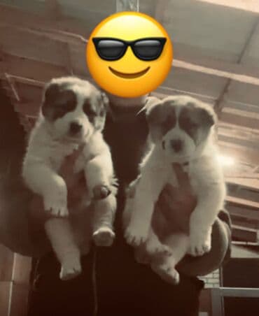 французский бульдог мини цена: Алабай, 1 месяц, Самка — 3