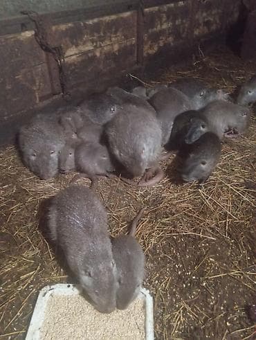 Нутрии (живые) - Поголовье серых нутрий, различного возраста и