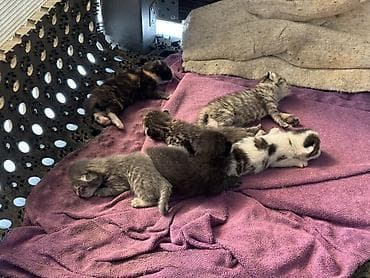 cane corso: Котята от домашней кошки, отдам даром котят - Окрас разнообразный — 4