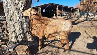питбуль вязка: Продаю | Баран (самец) | Гиссарская | На забой, Для разведения | Племенные — 5