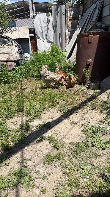 кормовой бункер: Тооктор жана короз сатылат! 🐓🐔 Жакшы, чоң тооктор сатылат. Баары — 1