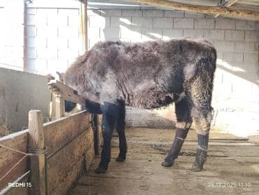 меронос кой: Продаю | Тёлка, Музоо, торпок | На откорм, Для разведения, Для молока — 1