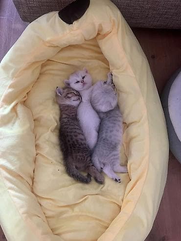 белый котенок: Котята скотиш страйт 1 месяц все девочки - Окрас: два светлых — 5