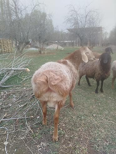 где купить утят: Продаю | Баран (самец) | Гиссарская | Для разведения | Племенные — 2