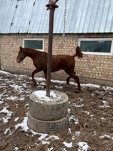 клетки для кур несушек: Продаю | Корова (самка) | Для молока | Стельные — 4