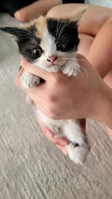 карликовые котята: Котята из одного помёта,мама вислоухая,скотиш фолд рождённые 25 марта — 4