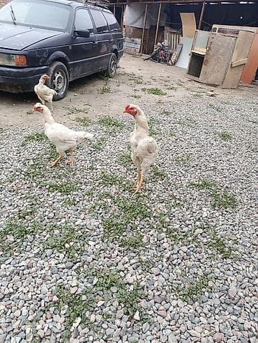 домашние птицы: Продаю | Куры, Петух | Дакан | Для боев — 1