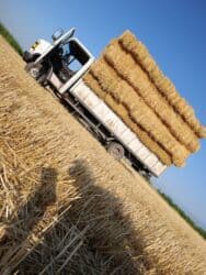 продажа щенков немецкой овчарки с документами в бишкеке: Саман туктор плотный чоон чоон метровый таза аппак. с доставкой выше — 9