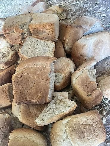 Ассалам алейкум нан сатылат Бука,кой, тропок, уй Жана иттерге ото at lalafo.kg Ассалам алейкум нан сатылат Бука,кой, тропок, уй Жана иттерге ото