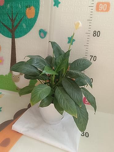 долларовое: Комнатные растения в горшках: 1) Замиокулькас (Zamioculcas — 4