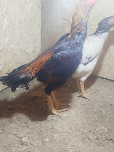 собаки рынок в бишкеке цены: Дакан тулок короз сатылат активный алмашу жолдору бар адрес Бишкек — 1