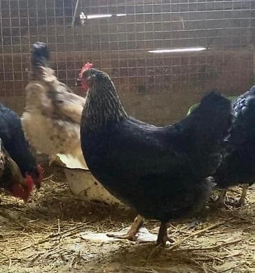 клетка для перепел: Продаю | Куры, Петух, Цыплята | Домашняя, Кучинская | На забой, Для разведения, Несушки — 10