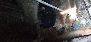 Үй жаныбарлары: Сатам | Кочкор (эркек) | Аргын | Көбөйтүү үчүн | Асыл тукумдуу — 2