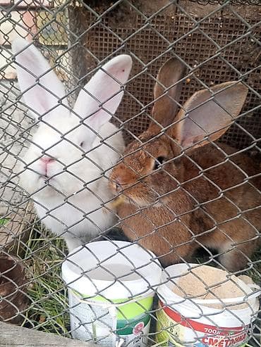 Продам с/х животных: Продаю | Крольчата | Белый великан | Для разведения | Племенные — 3