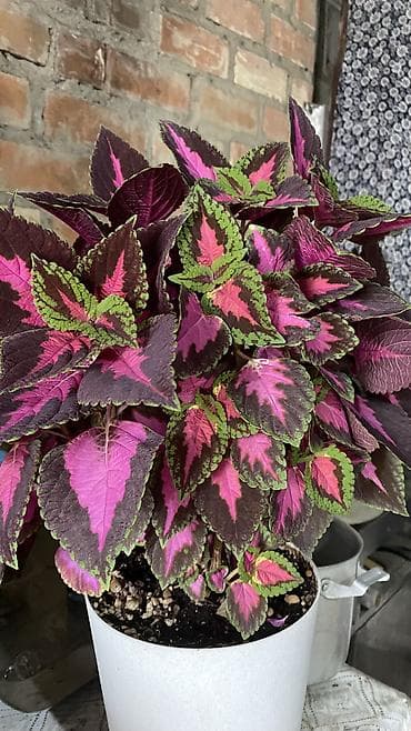 цветущие: Глоксиния (Sinningia speciosa) в горшке. - Крупные бархатистые — 5