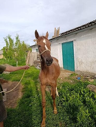 серый великан: Продаю | Жеребенок | Дончак | Конный спорт — 2