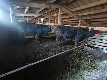 Кемирүүчүлөр: Бычки — 5