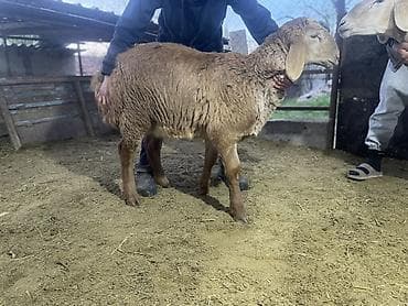 алабай бишкек: Сатам | Ургаачы кой (ургаачы) | Көбөйтүү үчүн | Асыл тукумдуу — 4