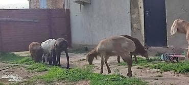 рыба сом: Продаю | Овца (самка) | Для разведения — 1