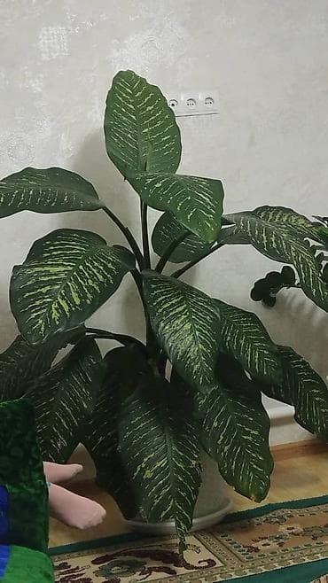 Крупное комнатное растение Дифенбахия (Dieffenbachia) в декоративном