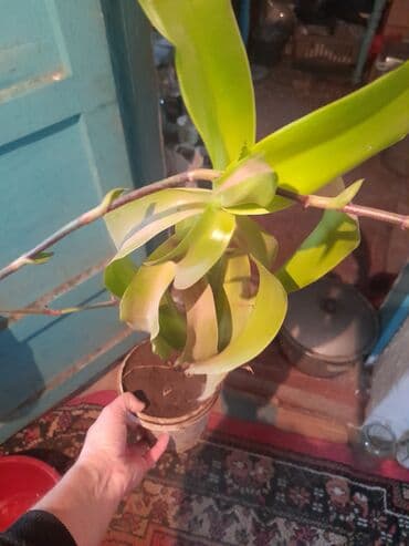 ложки и вилки: Продается золотой ус 1 горшок.А также есть настойка из него,100 мл по — 2