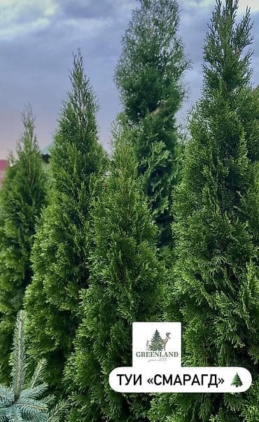 семена елки: Продаются декоративные хвойные растения 🌿🌲 -туи от 100 до 300см -ели — 3