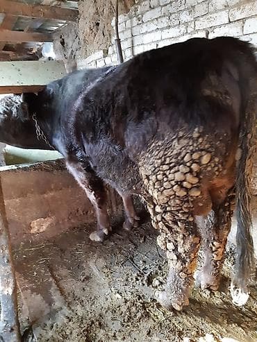 коровы бычки: Продаю | Бык (самец) | На откорм, На забой | Искусственник — 2