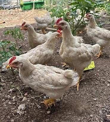Животные: Продаю | Куры | Для разведения — 3
