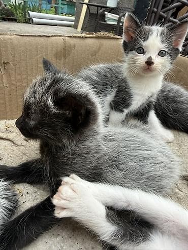 бархатные котята: Отдадим котят в добрые руки 🥹🙏 - Окрас: есть дымчатые (почти чёрные с — 5