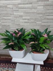 растения для аквариума: В наличии Азалии очень пышные и шикарные650-900, розы 700с 🌸.Пальма — 30