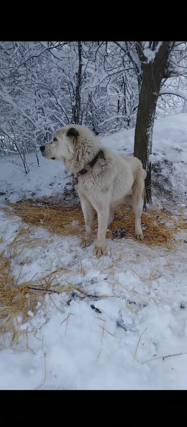 возьму собаку в хорошие руки: Алабай, 2 года, Самец, С прививкой — 1