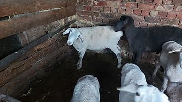 Башка жаныбарлар: Сатам | Кочкор (эркек) | Союуга | Бычылган — 8