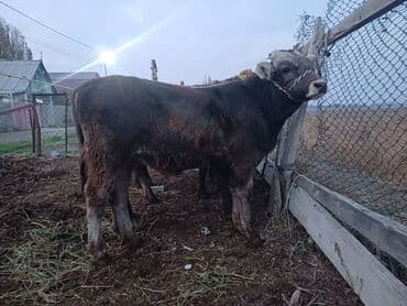 Иттер: Сатам | Музоо | Аргын | Бордоп семиртүү үчүн | Байланган — 7