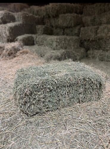 Беде тюк сатылат 2 кос Тюк таза беде Для себя деп престелген Жайыл