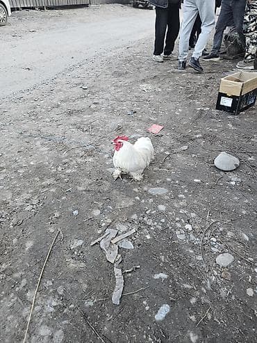 Аквариумдар: Сатам | Короздор | Көбөйтүү үчүн — 3