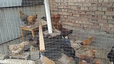 продаю птиц: Петухи — 1