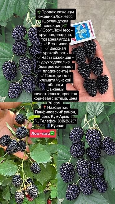 Саженцы ежевики сорта Лох-Несс (шотландская селекция). - Крупная