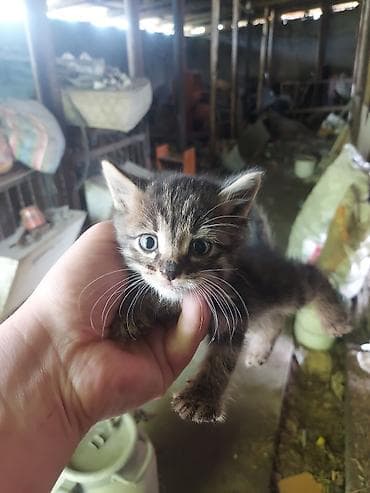 үй жаныбарлар: Котята отдаю в добрые руки 5 очеровательных котят кушаю пьют сами — 6