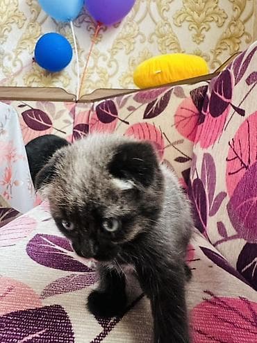 бенгалы котята: Скотиш Фолд (Шотландская вислоухая), 1 месяц, Девочка, Приучена к лотку, Проглистована — 2