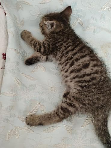 кот маленький: 2 месяца, Мальчик — 1