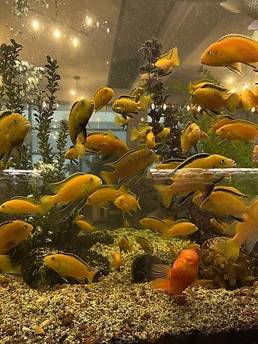 попуга: Аквариумные рыбы — яркие цихлиды (Malawi/Мбуна) и попугай-парарот — 6