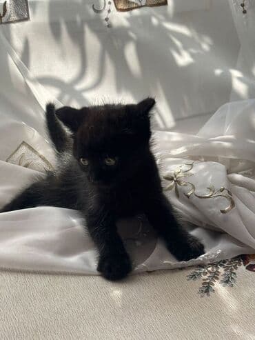 английский кокер спаниель щенок цена: 2 месяца, Мальчик, Приучена к лотку — 2