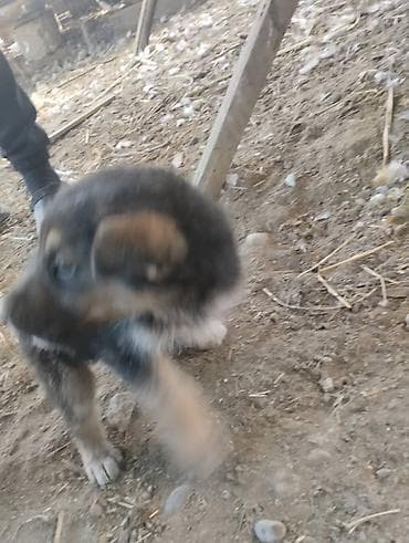 Кошки: Немецкая овчарка, 2 месяца, Самец, С родословной — 10