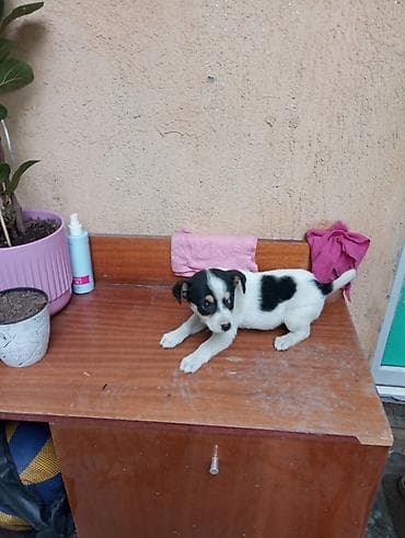 Собаки: Щенок мелкого/среднего размера, с короткой гладкой шерстью. Окрас — 4