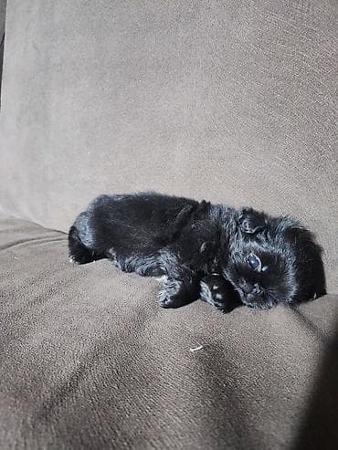 Отдам даром собаку: 1 месяц, Самка — 7