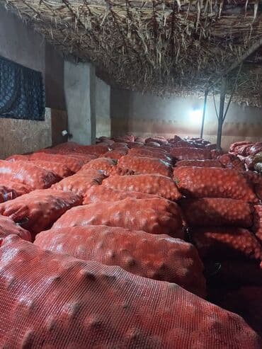 срочно продаю в связи с переездом: Картошка Пикассо — 3