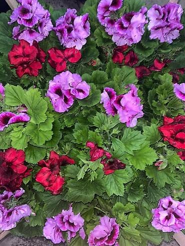 Королевская пеларгония (Pelargonium grandiflorum) — эффектный кустовой