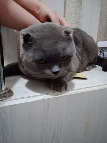 Грызуны: Шотландский вислоухий кот, окрас голубой (пепельный). Плотная плюшевая — 1