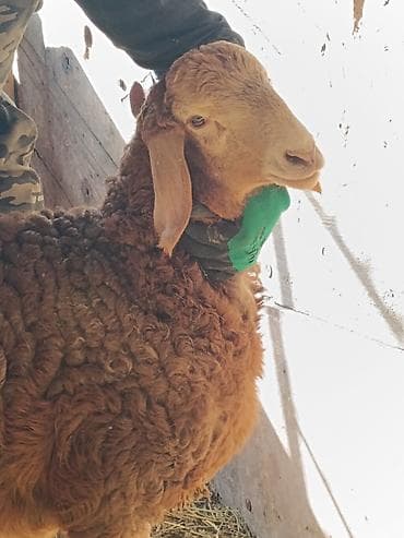 жугору басы: Сатам | Козу, Кочкор (эркек) | Гиссар, Арашан | Көбөйтүү үчүн | Асыл тукумдуу — 7